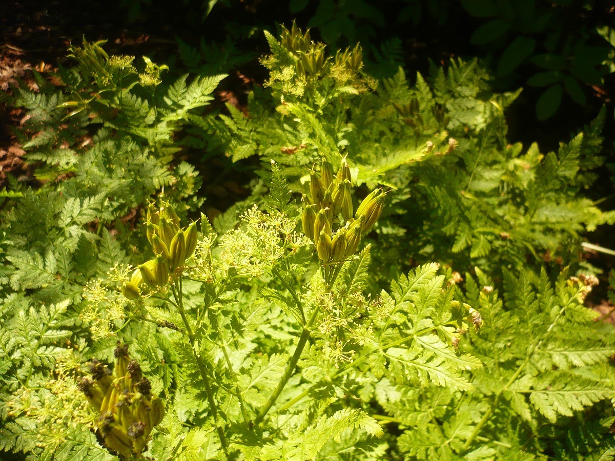 Myrrhis odorata (Apiaceae)